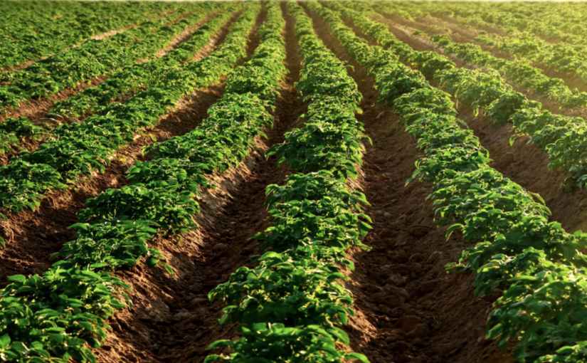 A row of potato plants